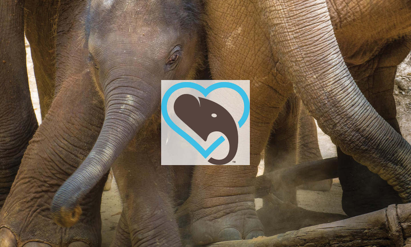 Feature-Stories-Keyhole-Customer-Success-Hero-Stories-Influencers-Social-listening-easy-reporting World Elephant Day