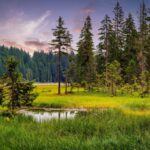 Big Arbersee in the Bavarian Forest National Park, Germany
