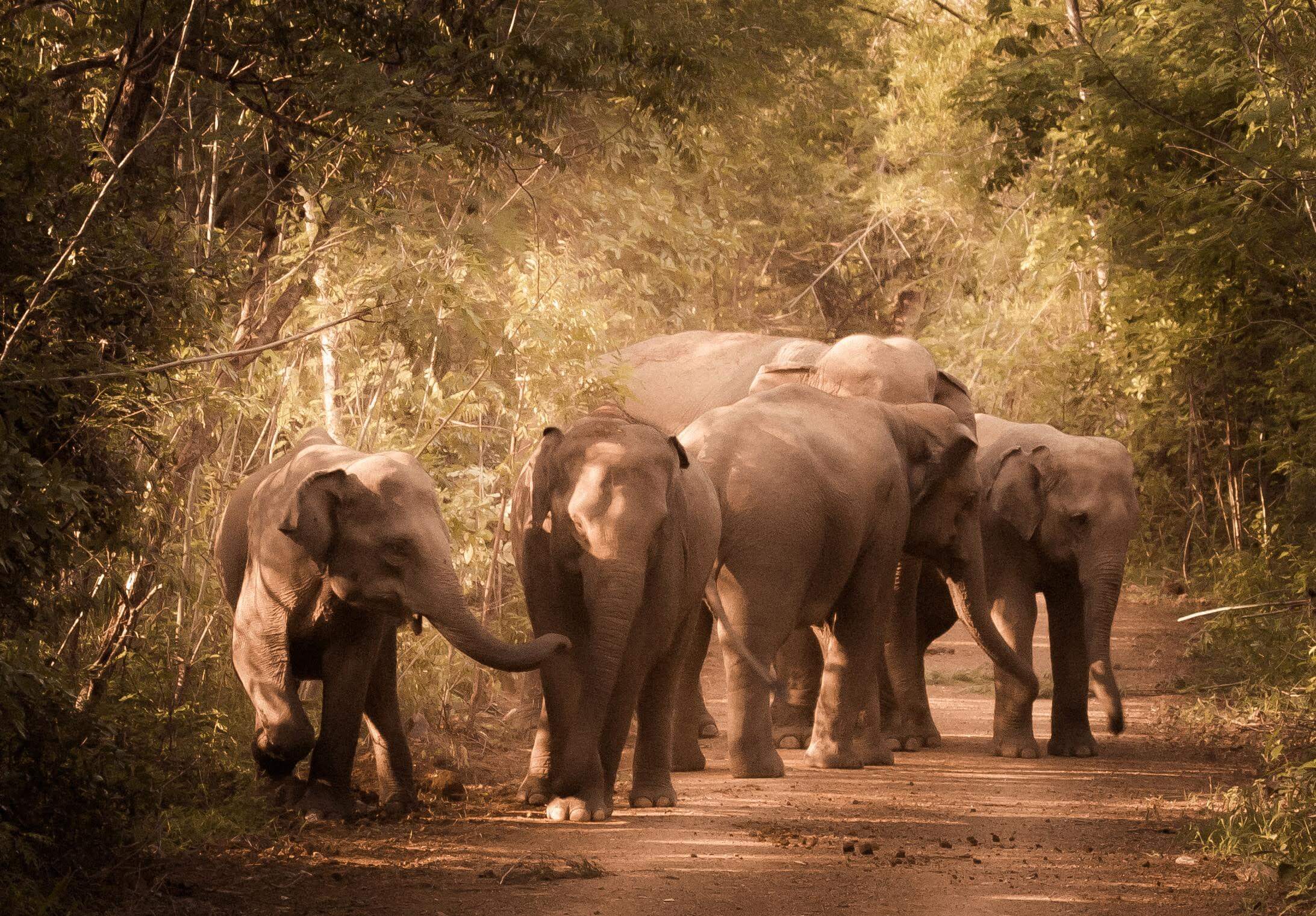 WED-image of Elephants