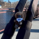 Platty, a small platypus plushie.